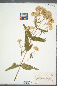 Eupatorium sessilifolium image