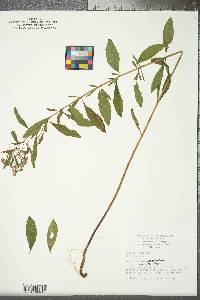 Eupatorium semiserratum image