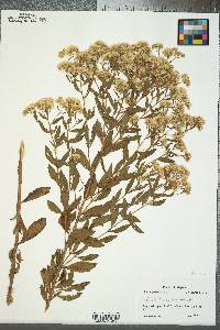 Eupatorium semiserratum image