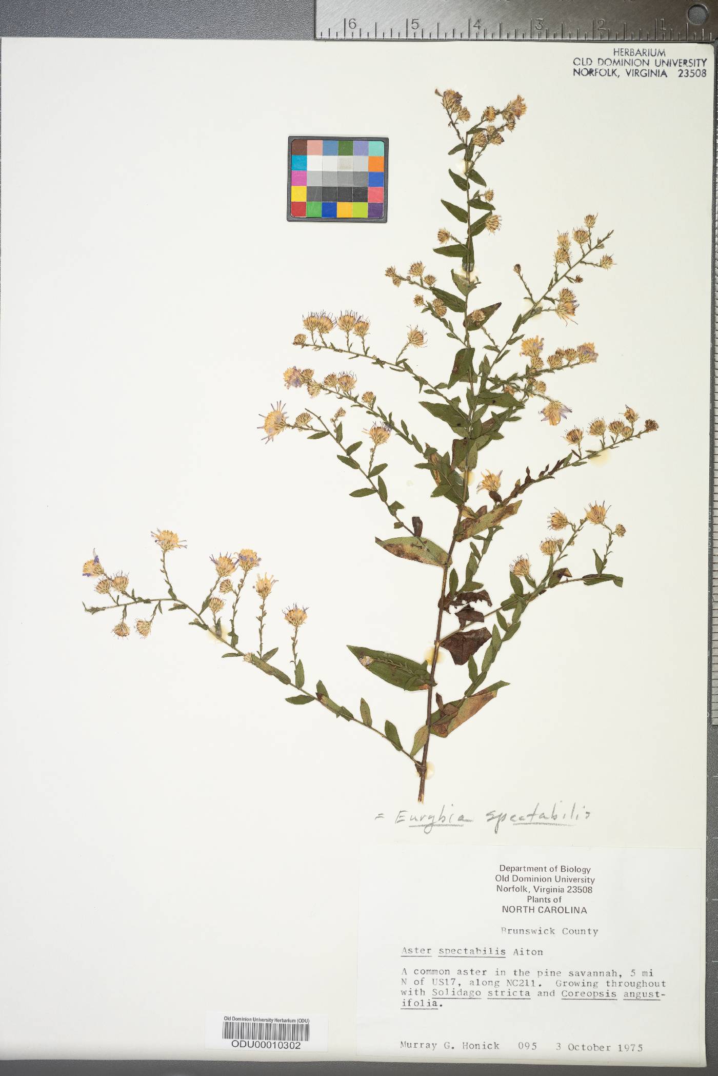 Eurybia spectabilis image
