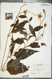 Helianthus decapetalus image