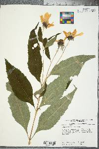 Helianthus decapetalus image