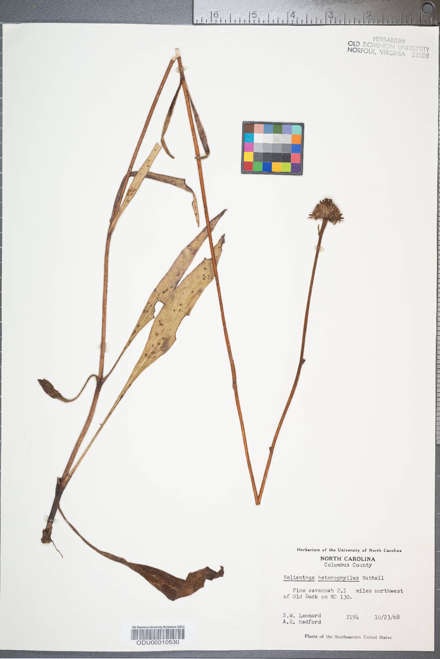 Helianthus heterophyllus image