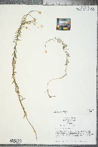 Ionactis linariifolia image