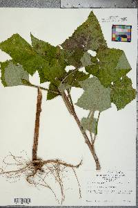 Lactuca floridana image