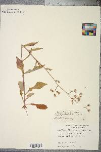 Lactuca floridana image