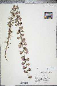 Liatris squarrosa image