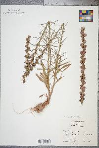 Liatris pilosa image