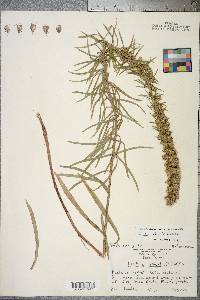 Liatris pilosa image