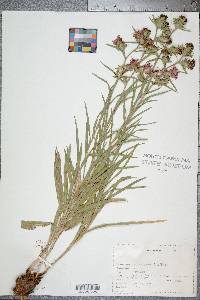 Liatris squarrosa image