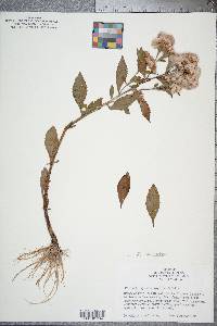 Pluchea odorata image