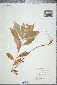 Oclemena acuminata image