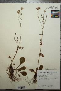 Packera obovata image