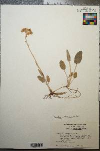 Packera tomentosa image