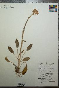 Packera tomentosa image