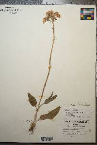 Packera tomentosa image