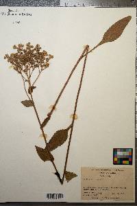 Parthenium integrifolium image