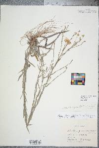 Pityopsis aspera var. aspera image