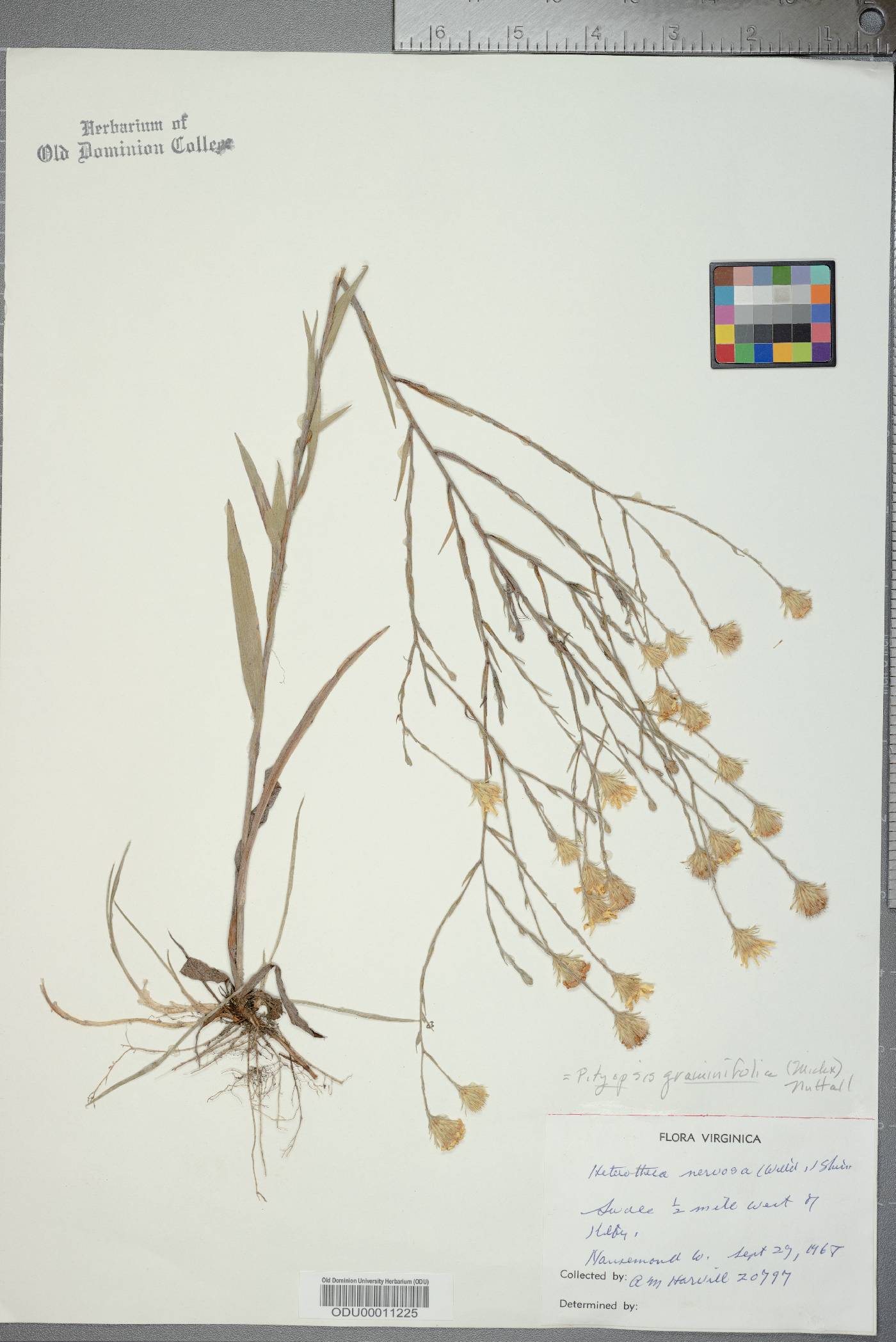 Pityopsis graminifolia image