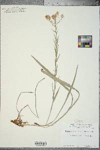 Pityopsis graminifolia image