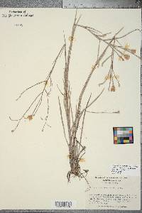 Pityopsis graminifolia var. latifolia image