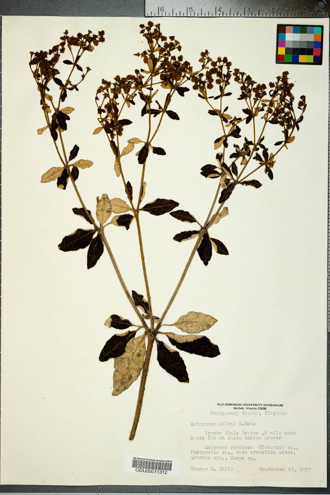 Eriogonum allenii image