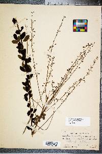 Desmodium rigidum image