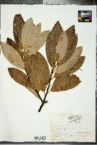 Magnolia virginiana image