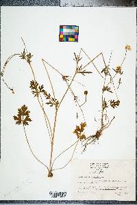 Ranunculus bulbosus image