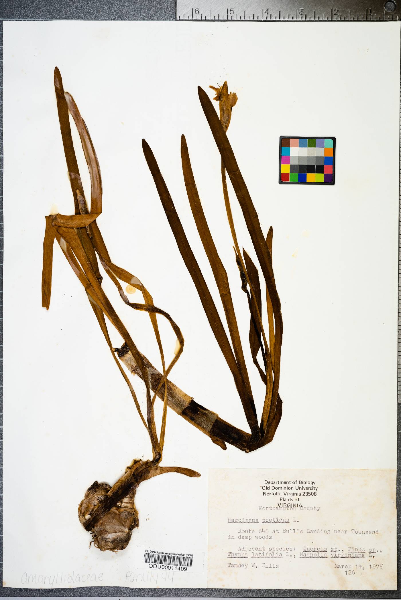 Narcissus poeticus image