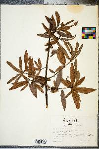 Quercus phellos image