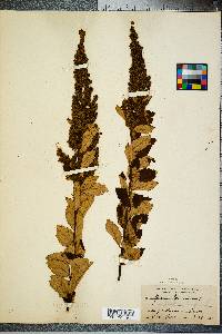 Spiraea tomentosa image