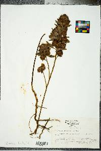 Lespedeza capitata image