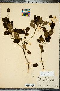 Ilex mucronata image