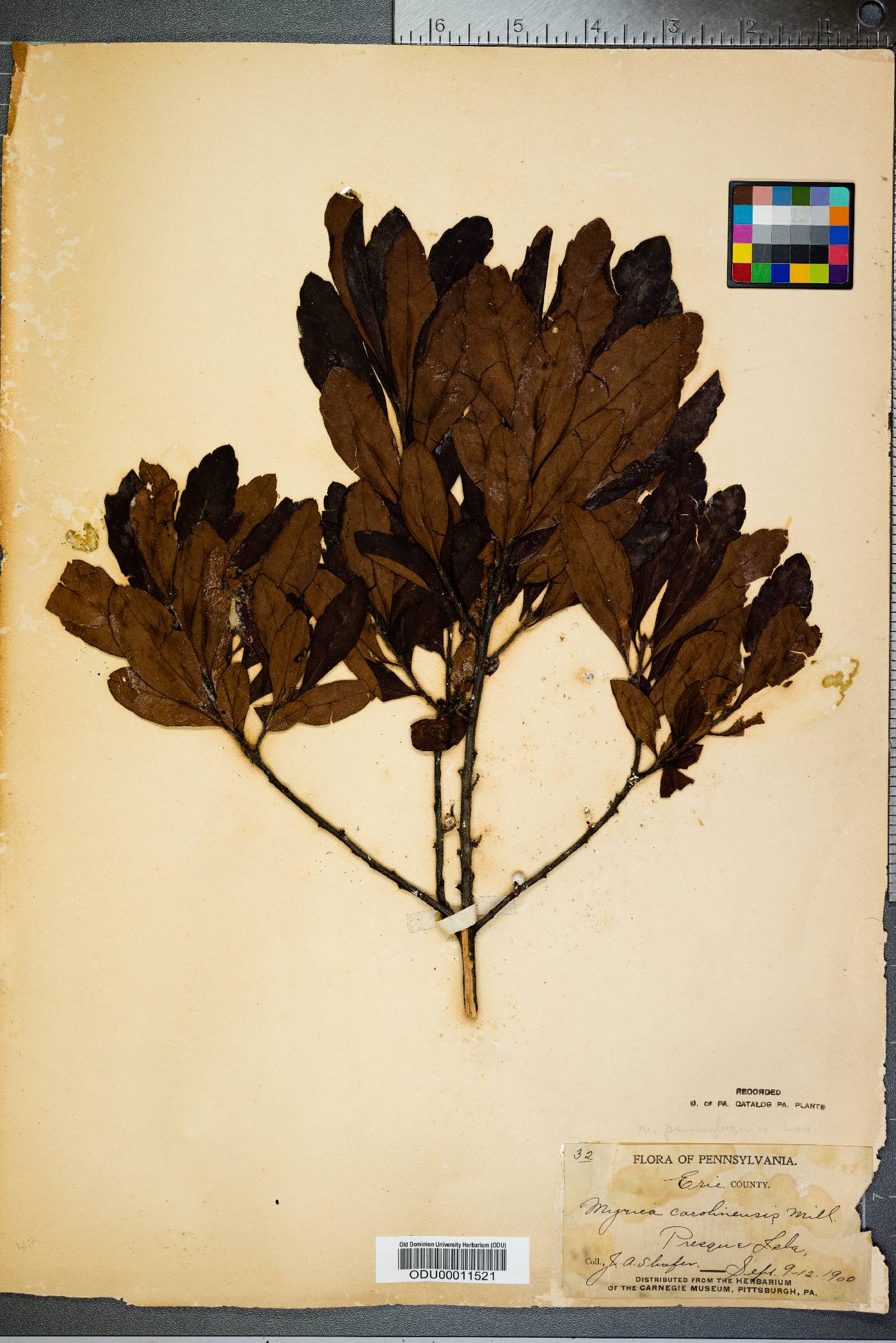 Myrica carolinensis image