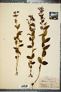 Rhexia virginica image