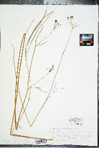 Oxypolis ternata image