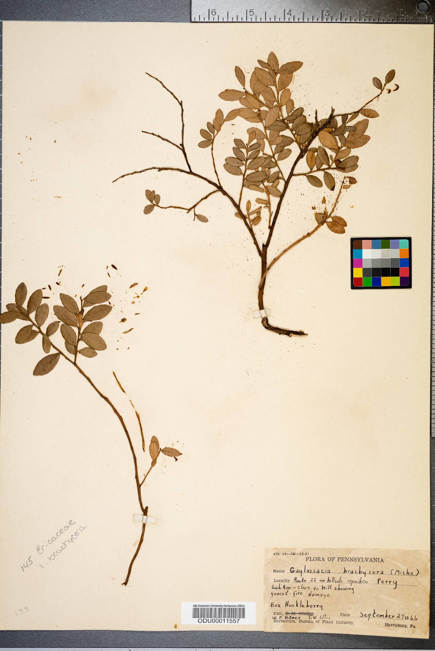 Gaylussacia brachycera image
