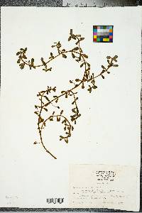 Bacopa monnieri image