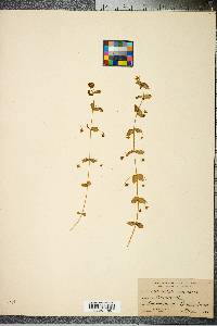 Lysimachia arvensis image