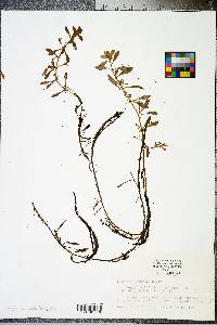 Ludwigia linearis image