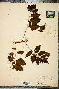 Koelreuteria paniculata image