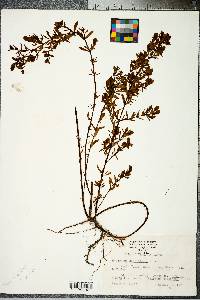 Hypericum densiflorum image