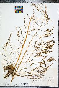 Asparagus officinalis image