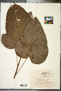 Populus heterophylla image