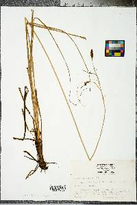 Carex glaucescens image