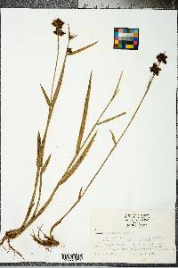 Fuirena squarrosa image