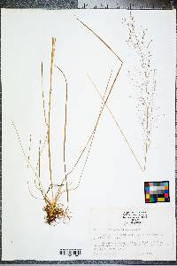 Muhlenbergia expansa image