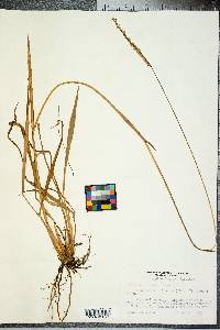 Paspalum dilatatum image