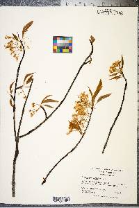 Prunus pensylvanica image